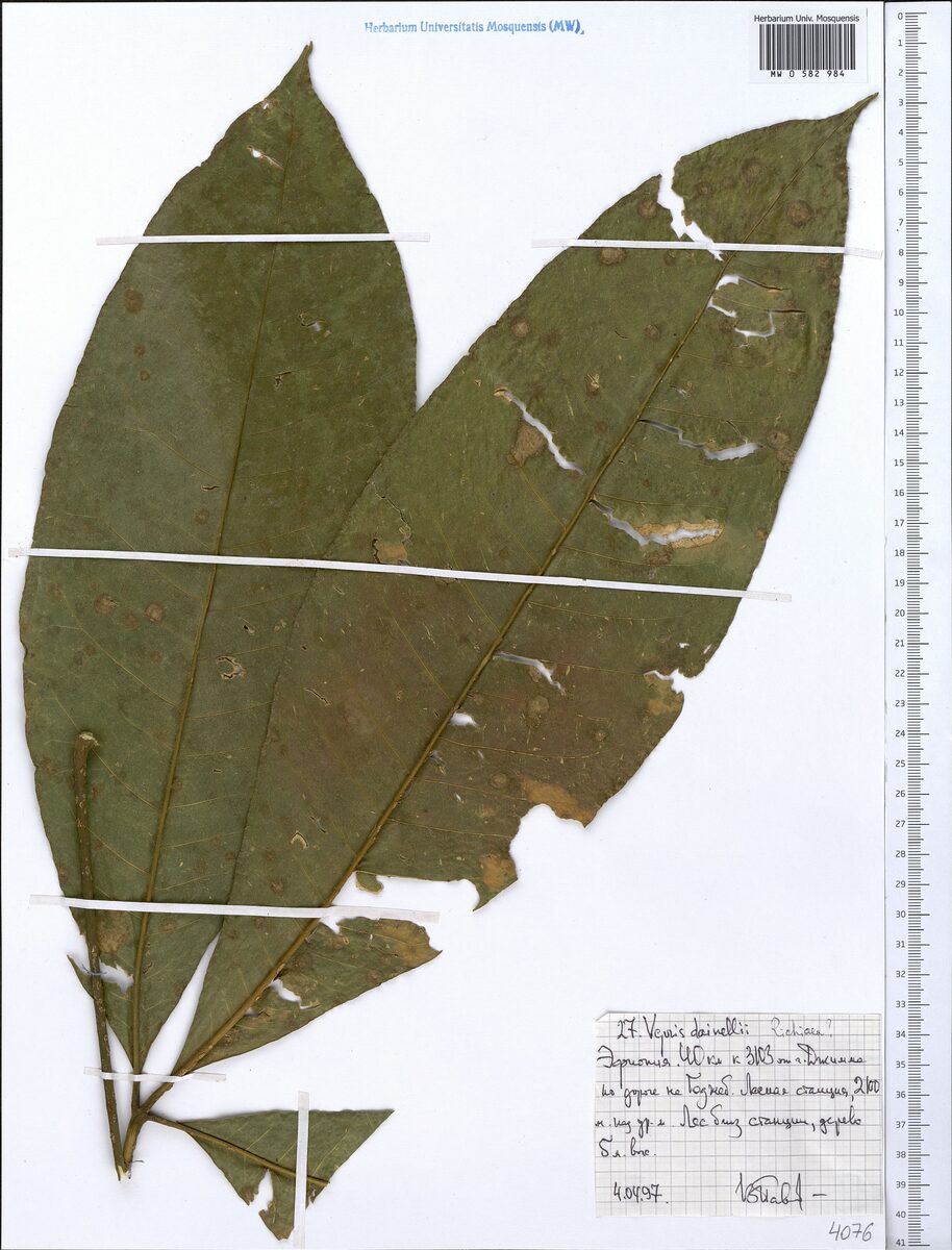 Vepris dainellii