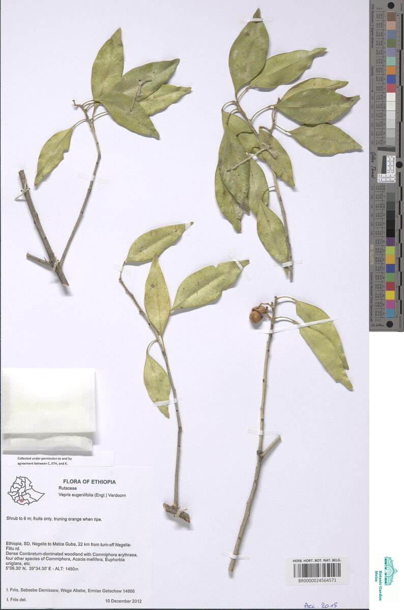 Vepris eugeniifolia — photo