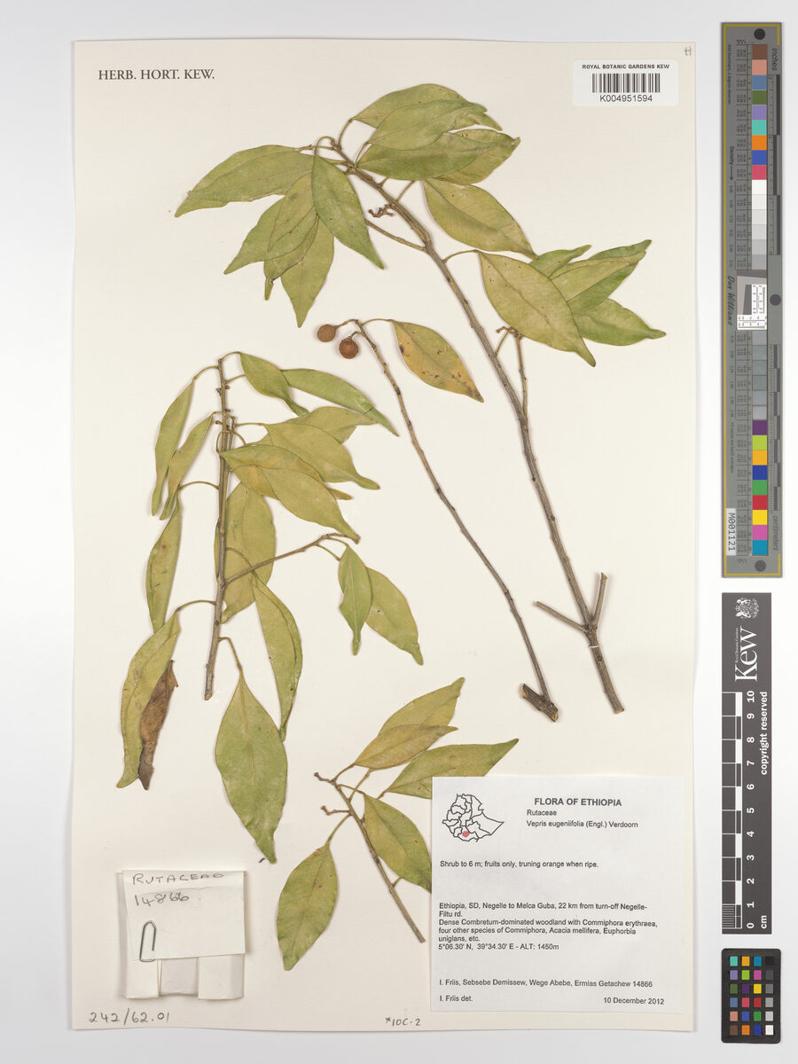 Vepris eugeniifolia — photo
