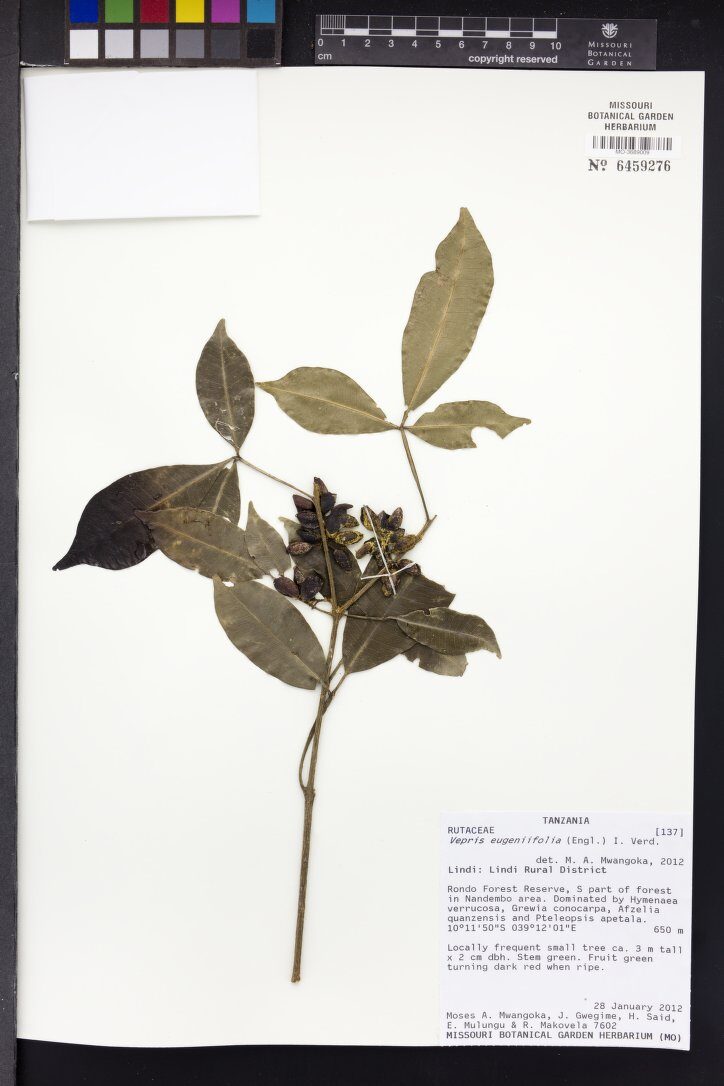 Vepris eugeniifolia