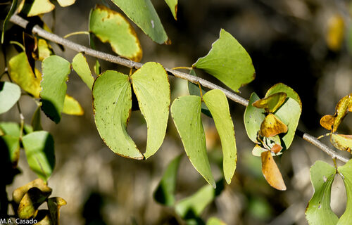 Vepris lanceolata (White ironwood) — photo