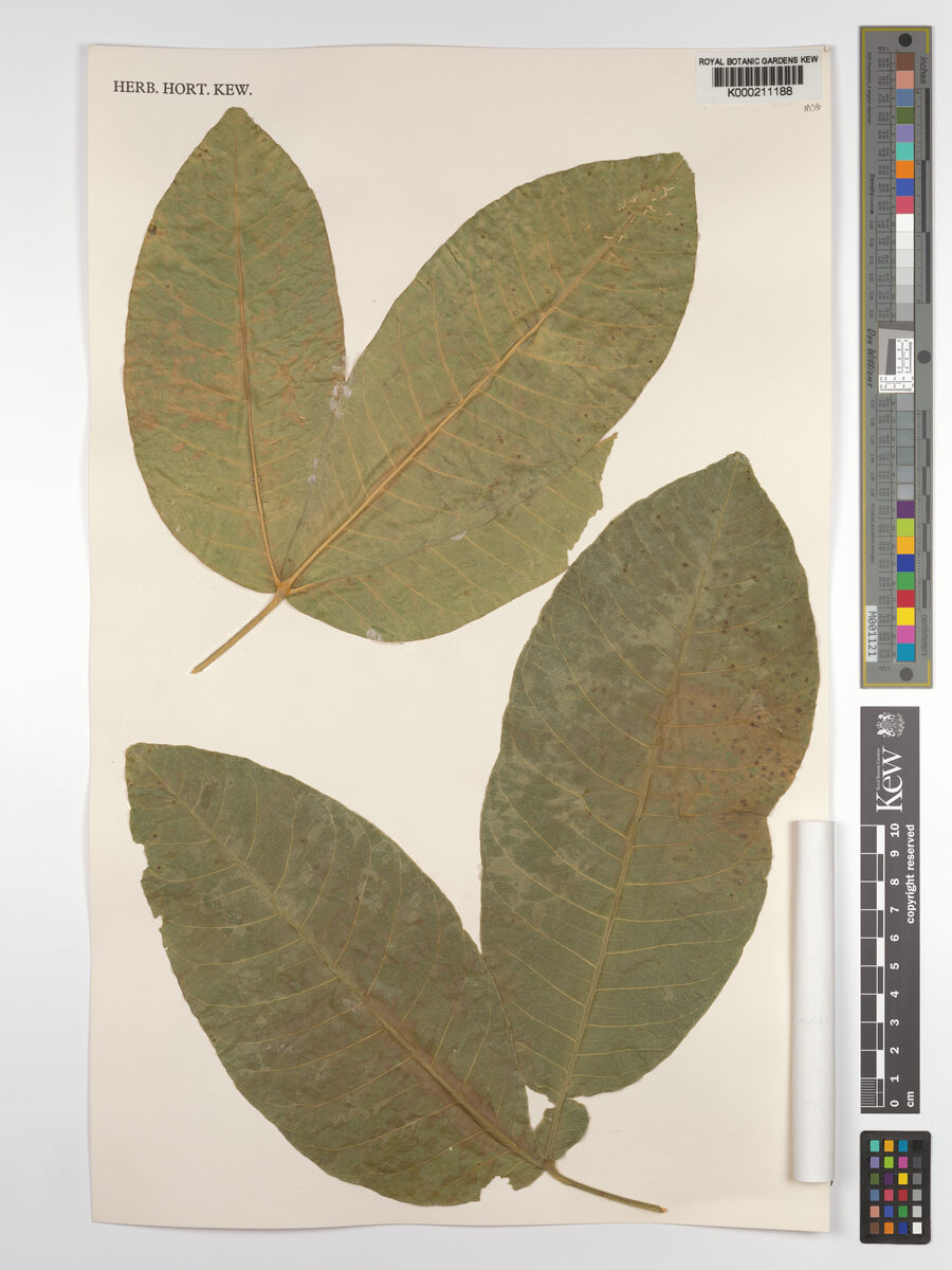 Vepris samburuensis — photo