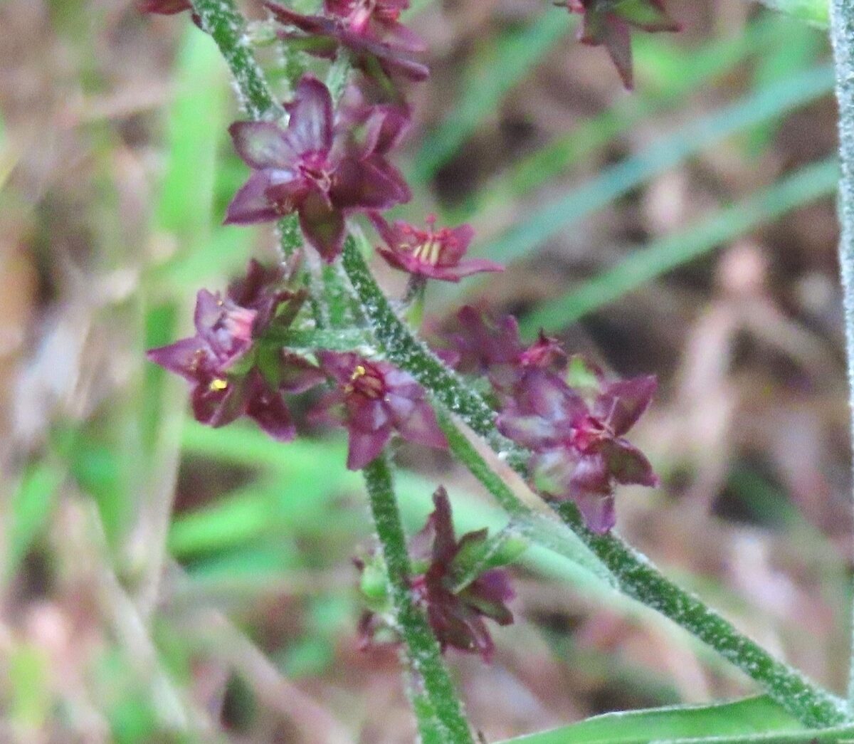 Veratrum maackii parviflorum - (Miq.)Hara.&Mizushima. — photo