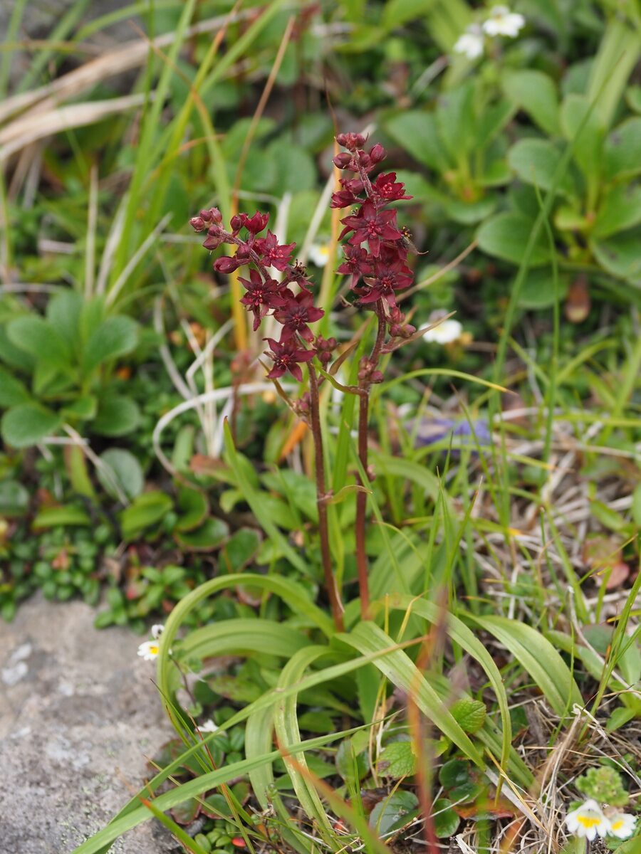 Veratrum maackii parviflorum - (Miq.)Hara.&Mizushima. — photo
