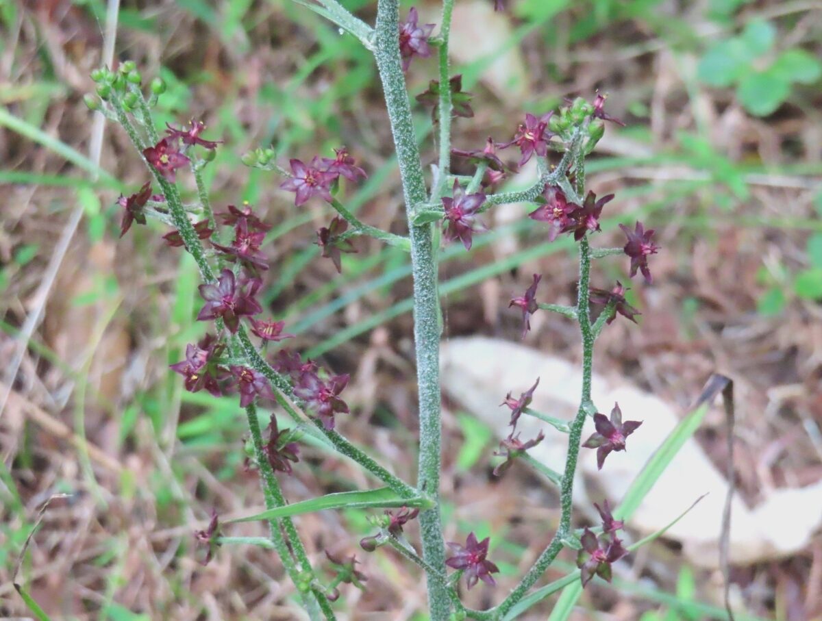 Veratrum maackii parviflorum - (Miq.)Hara.&Mizushima.