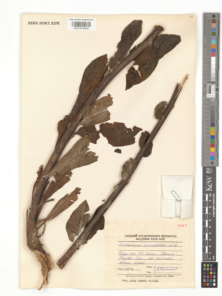 Verbascum eriorrhabdon — photo