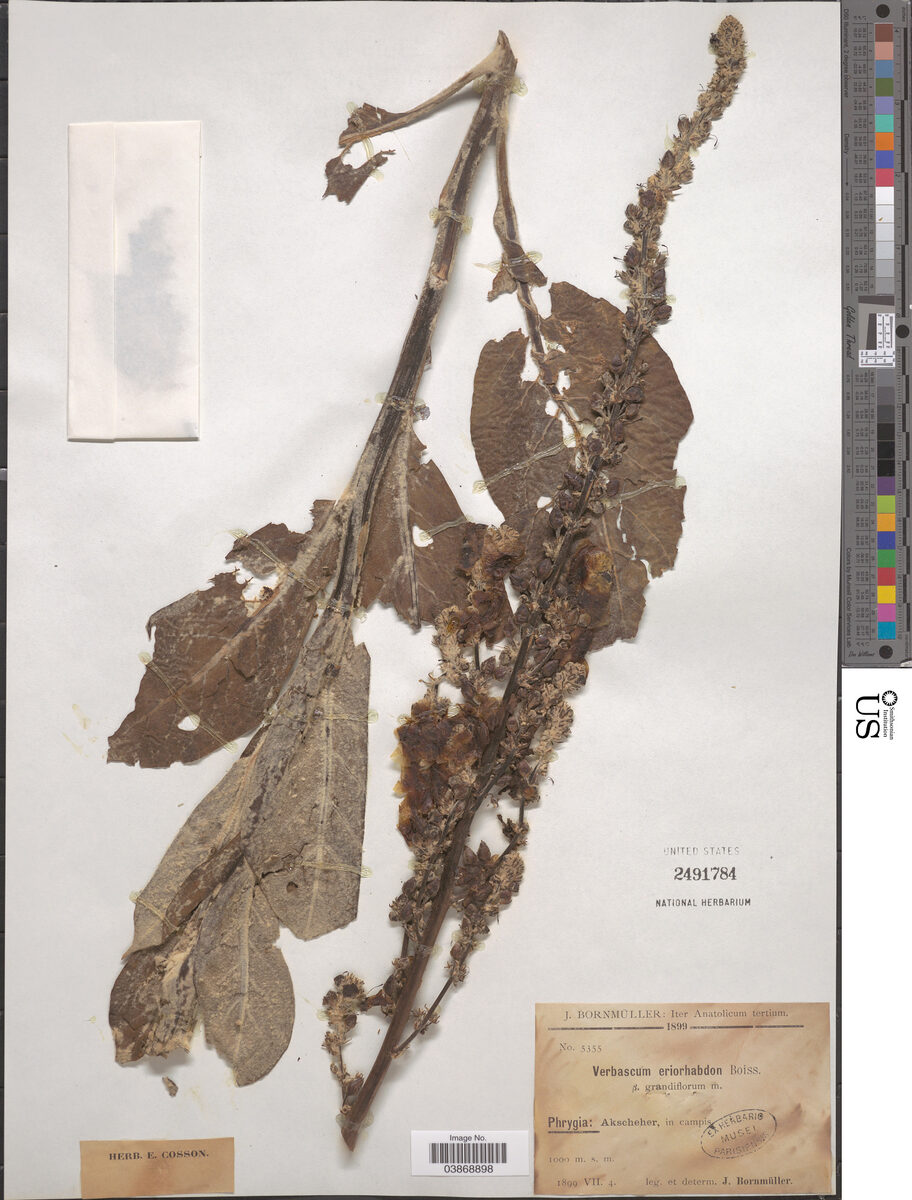 Verbascum eriorrhabdon — photo