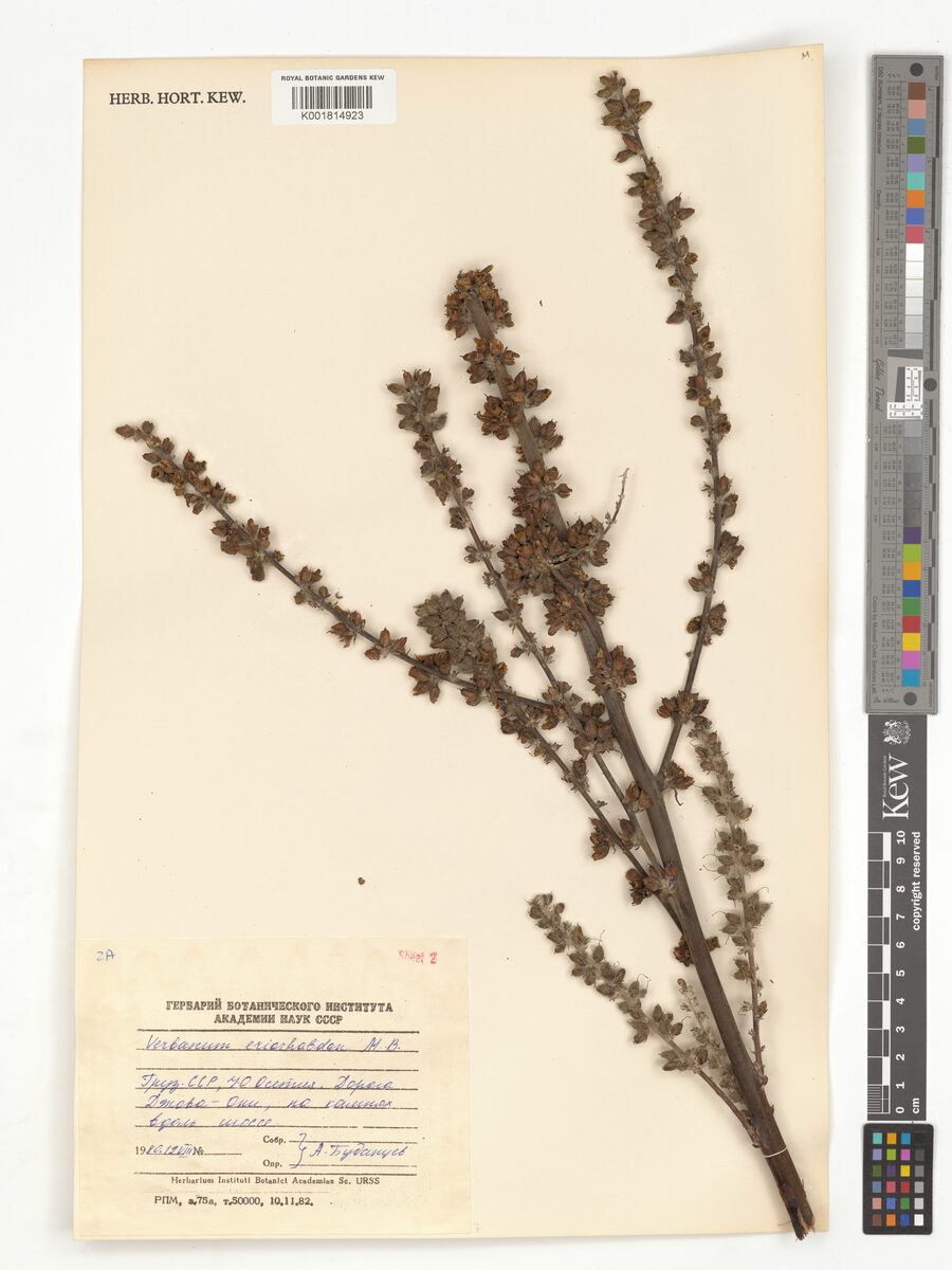 Verbascum eriorrhabdon