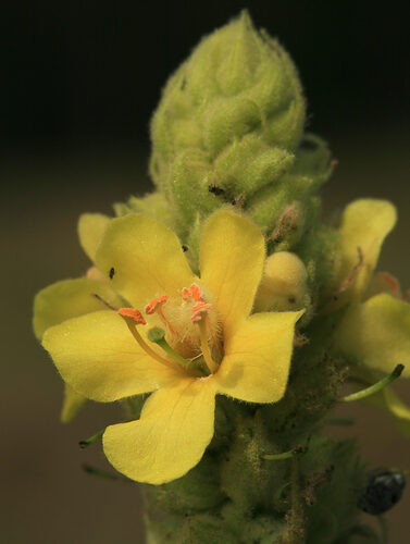 Verbascum thapsus (Great Mullein) — photo