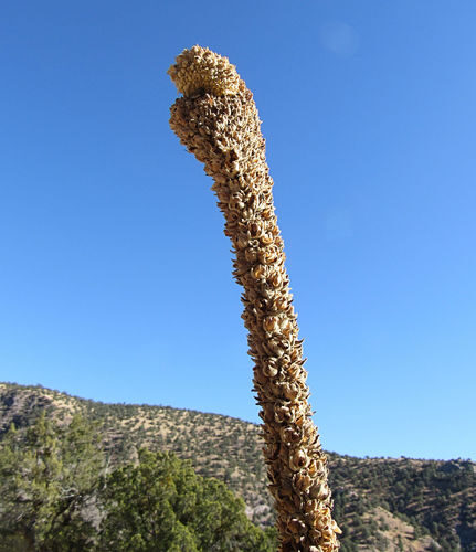 Verbascum thapsus (Great Mullein) — photo