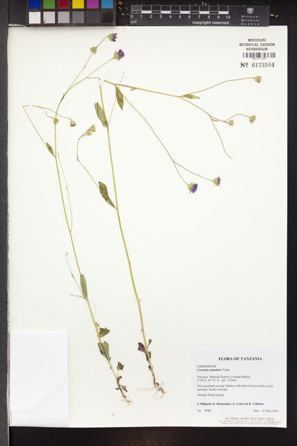 Vernoniastrum aemulans — photo