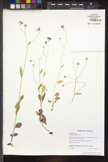 Vernoniastrum aemulans — photo