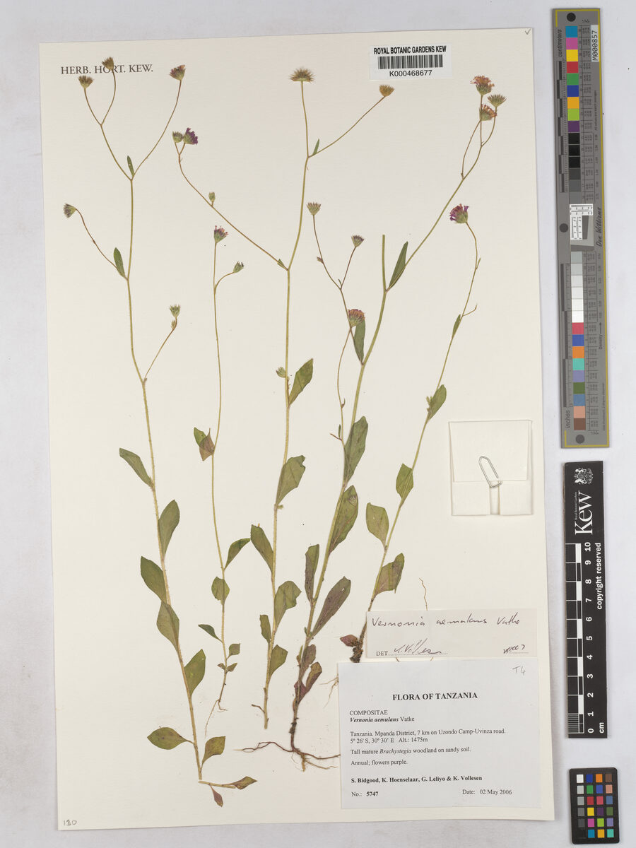 Vernoniastrum aemulans