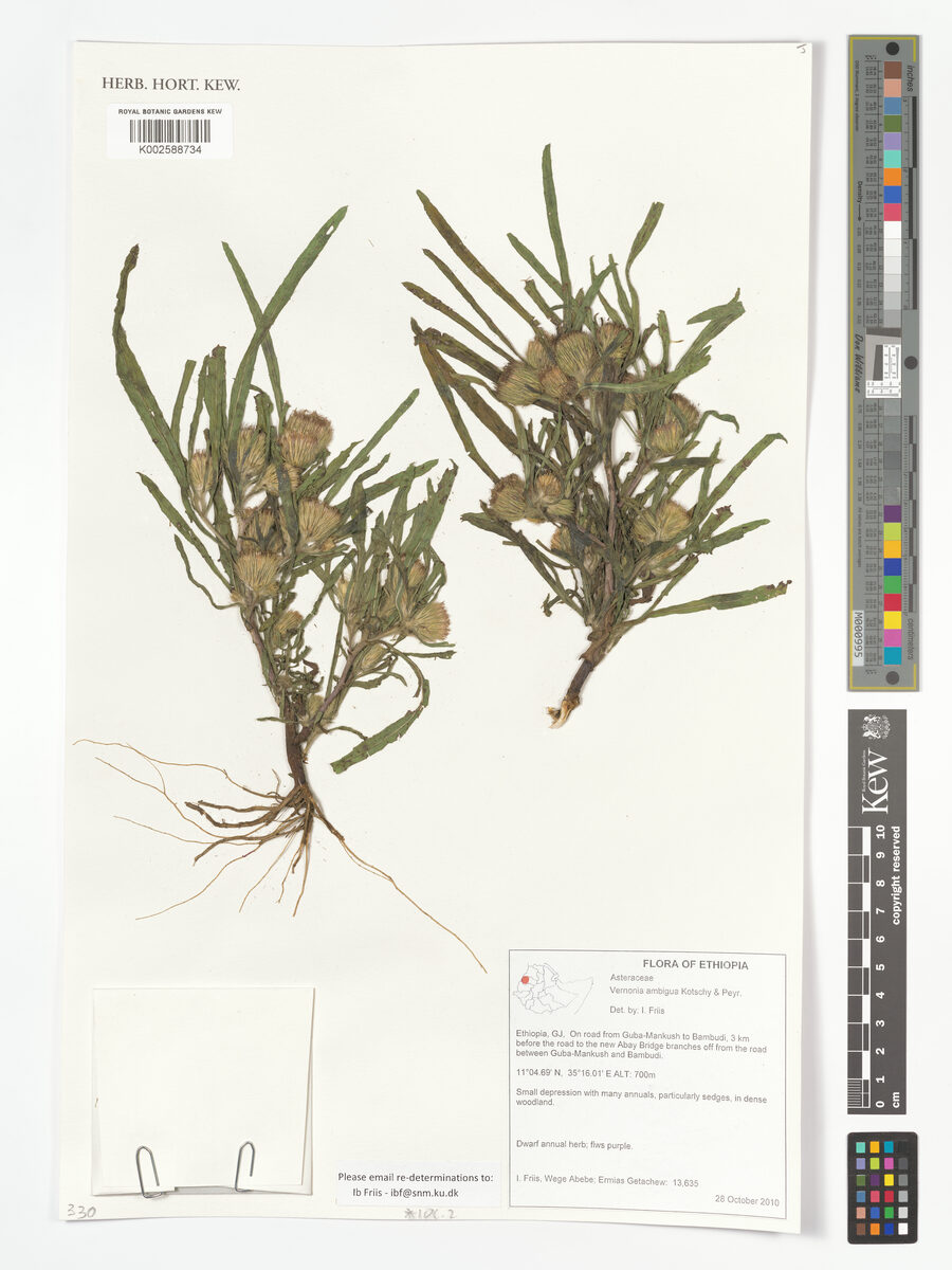 Vernoniastrum ambiguum
