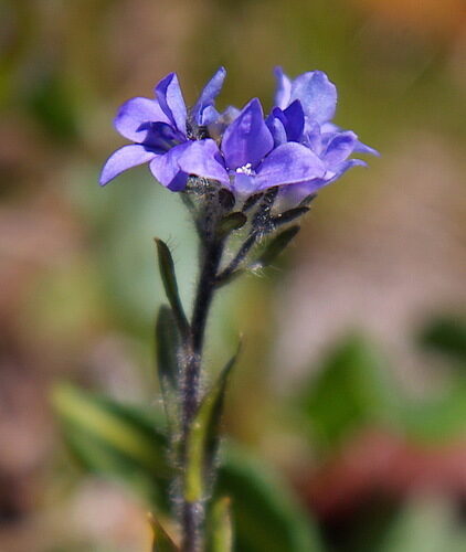 Veronica allionii (Alpine speedwell) — photo