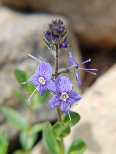Veronica spuria (Speedwell) — photo