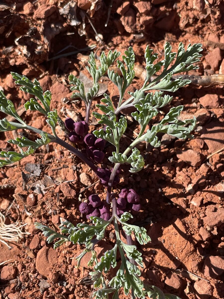 Vesper multinervatus - (J.M.Coult. & Rose) R.L.Hartm. & G.L.Nesom (Purplenerve Wavywing) — photo