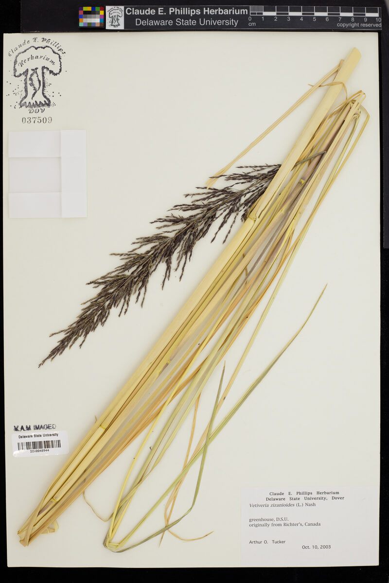Vetiveria zizanioides - (L.)Nash. (Vetiveria) — photo