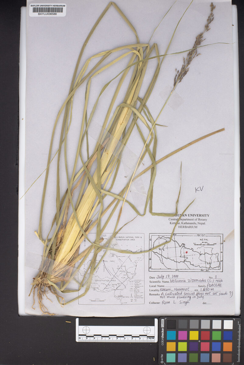 Vetiveria zizanioides - (L.)Nash. (Vetiveria) — photo
