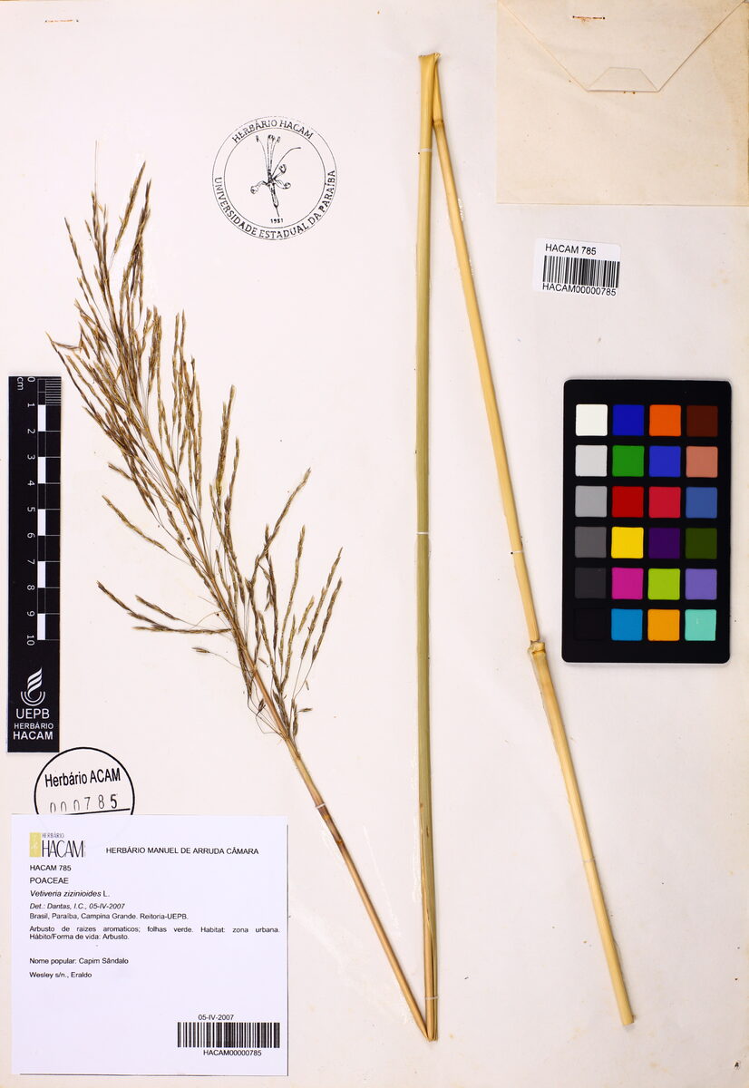 Vetiveria zizanioides - (L.)Nash.