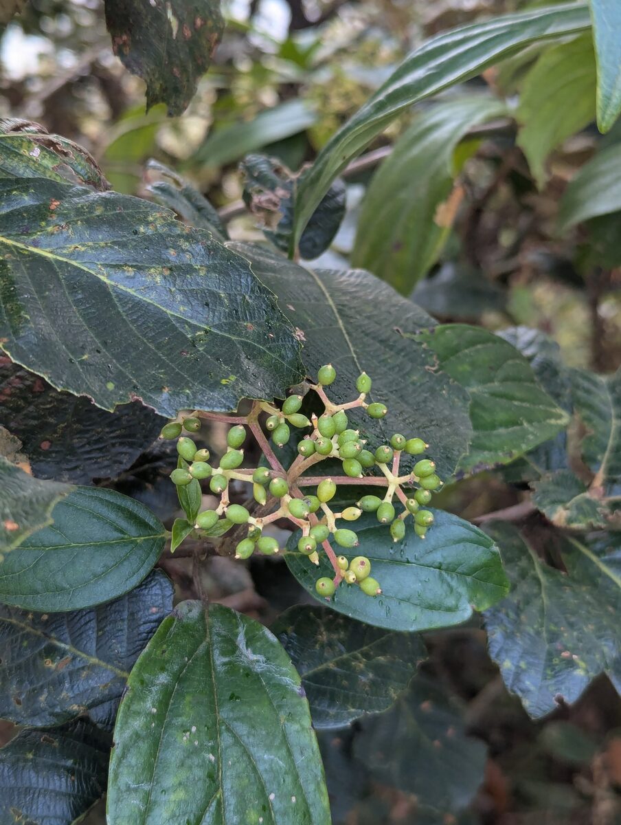 Viburnum cylindricum — photo