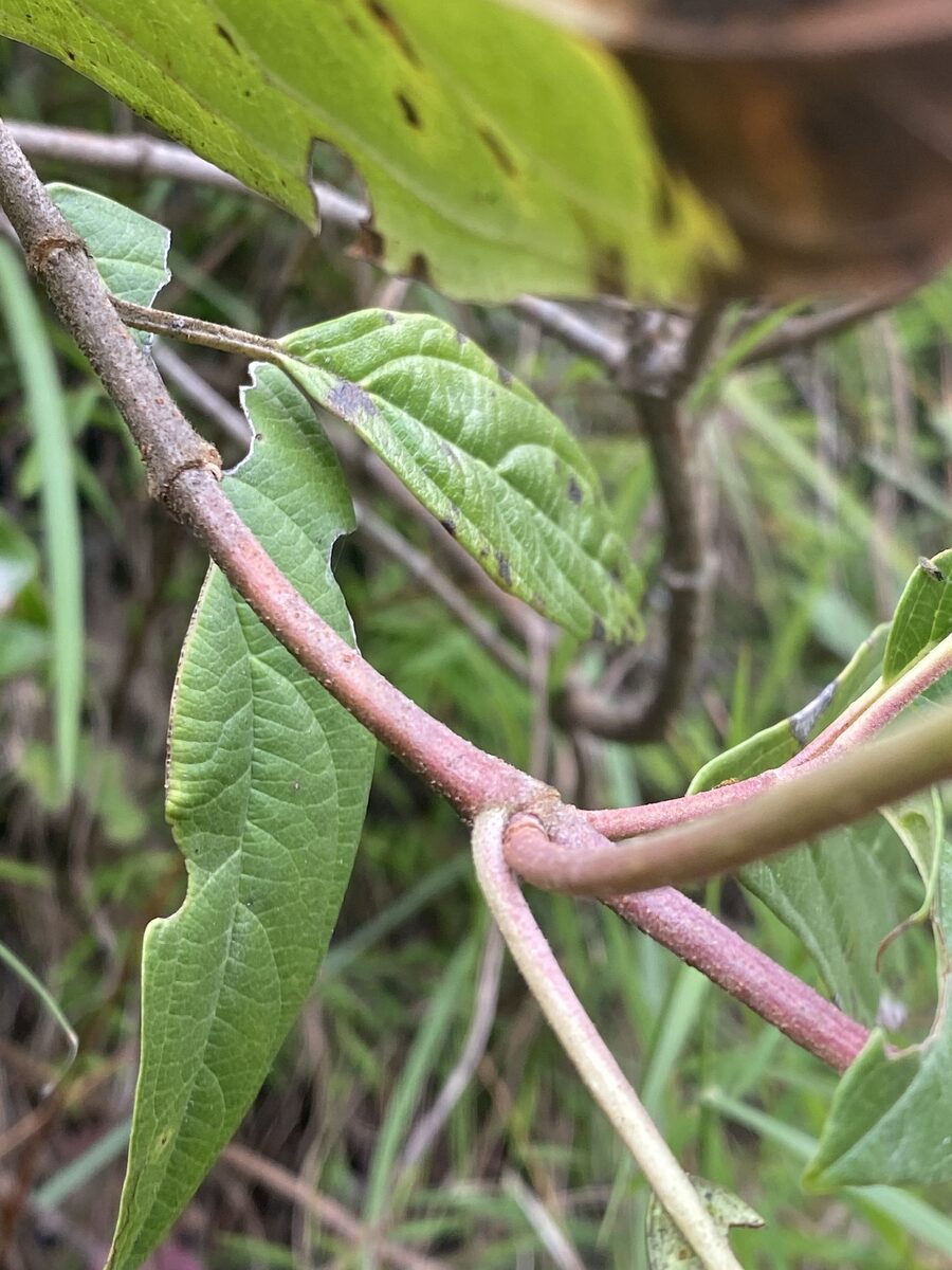 Viburnum cylindricum — photo