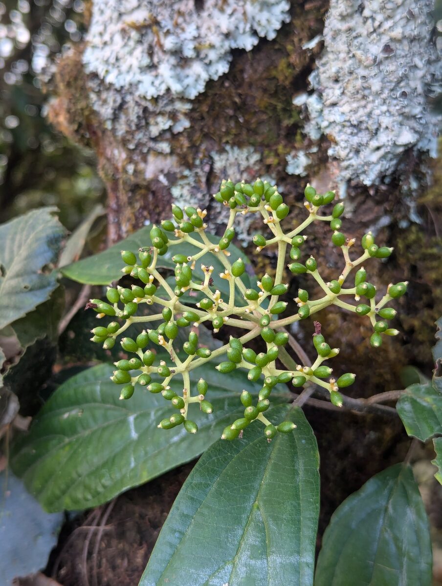 Viburnum cylindricum
