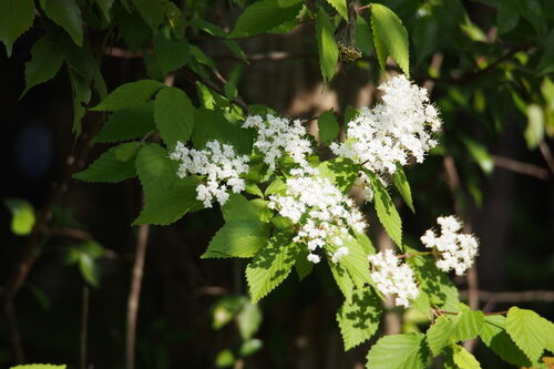Viburnum erosum (Viburnum) — photo