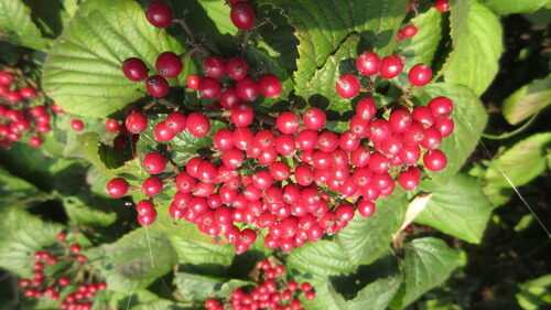 Viburnum erosum (Viburnum) — photo