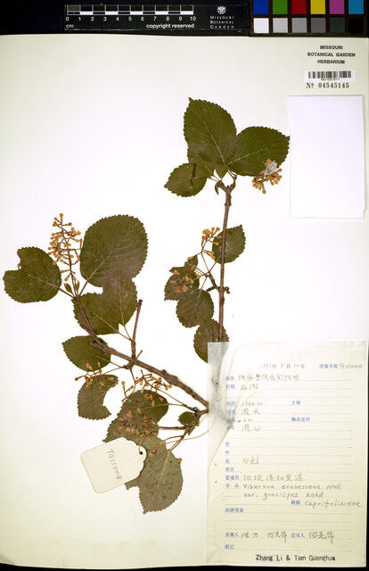 Viburnum erubescens gracilipes — photo