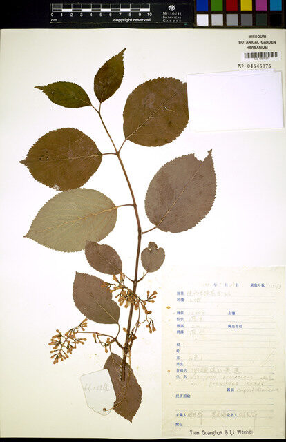 Viburnum erubescens gracilipes — photo