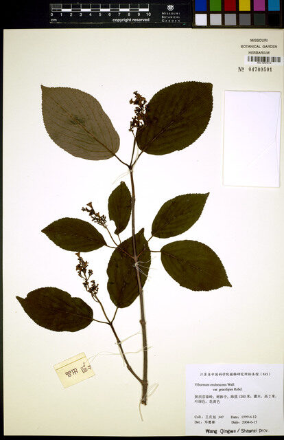 Viburnum erubescens gracilipes