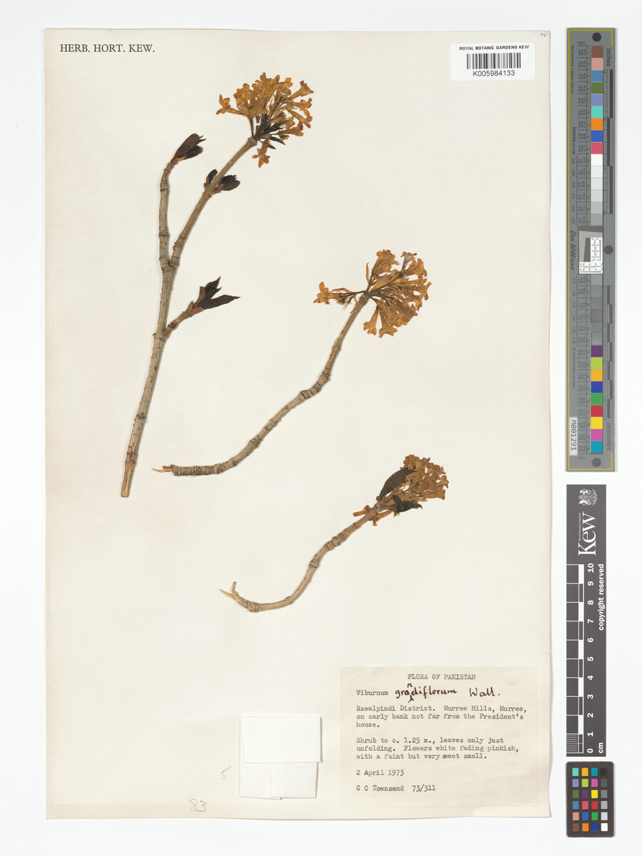 Viburnum foetens — photo