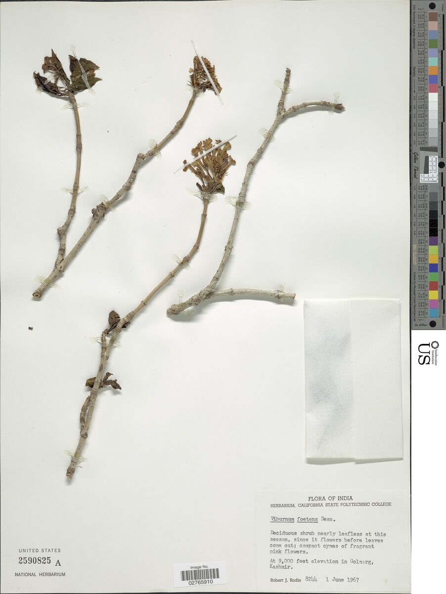 Viburnum foetens — photo