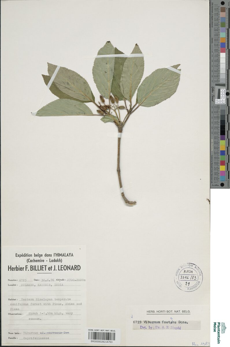 Viburnum foetens