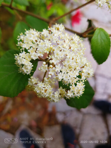 Viburnum fordiae — photo