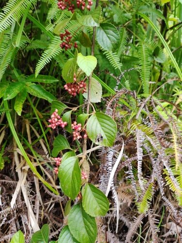 Viburnum fordiae — photo