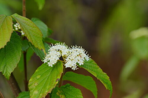 Viburnum fordiae