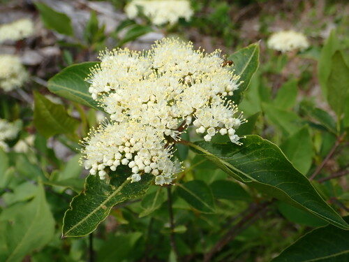 Viburnum nudum (Smooth withe rod) — photo