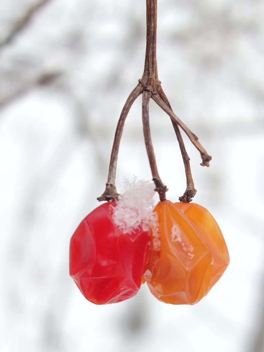 Viburnum opulus var. americanum (American cranberry-bush) — photo