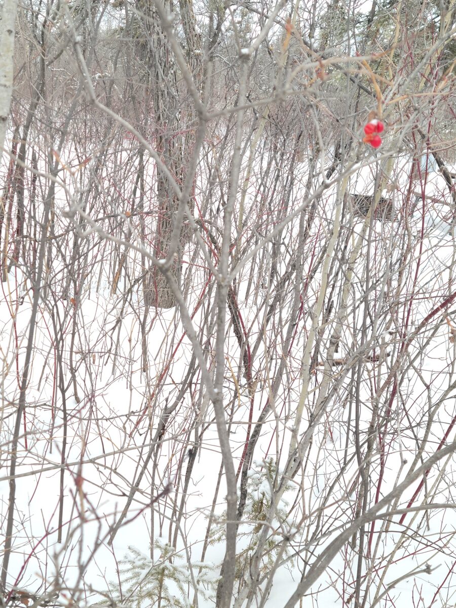 Viburnum opulus var. americanum (American cranberry-bush) — photo