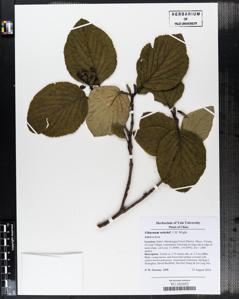 Viburnum veitchii — photo
