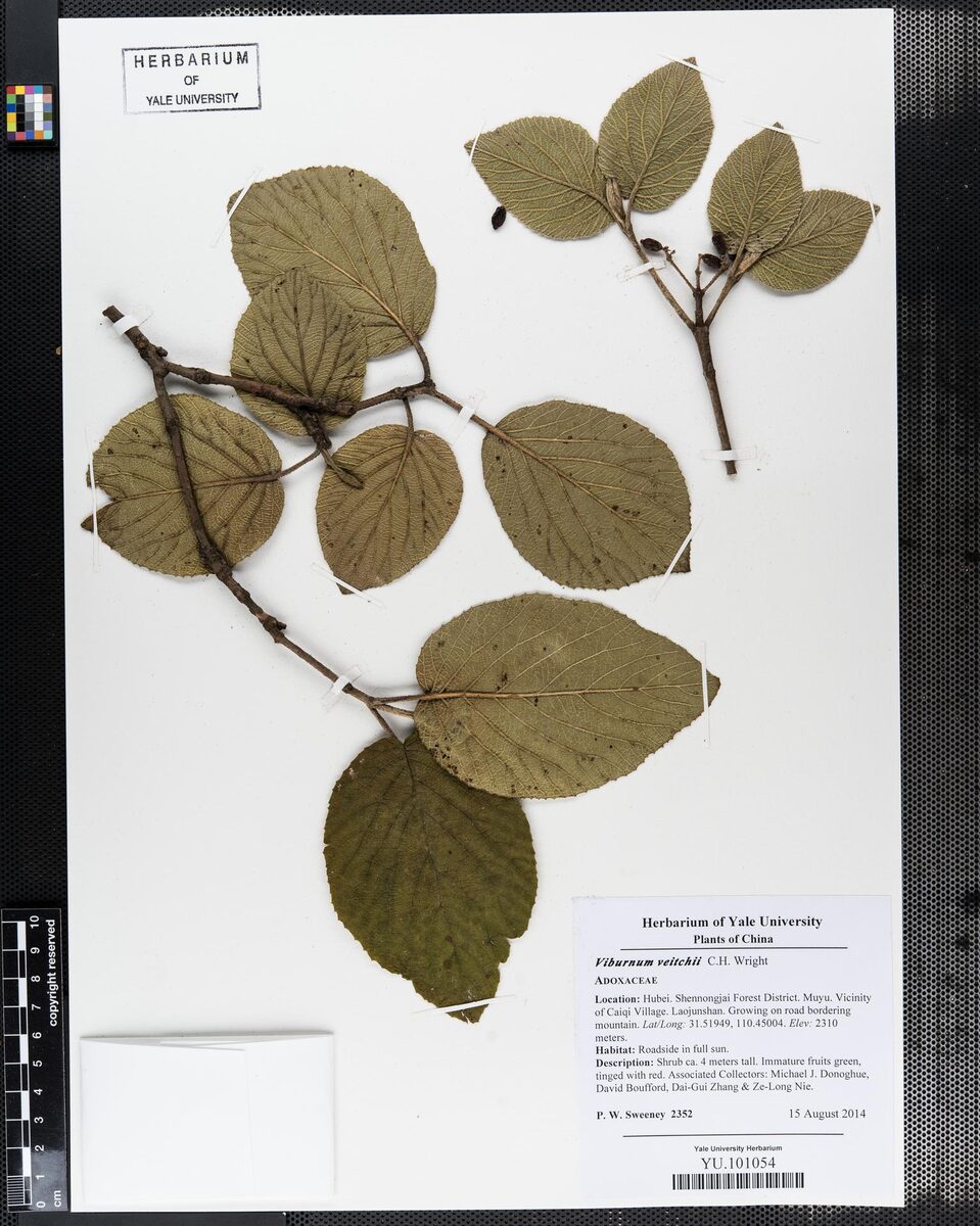 Viburnum veitchii — photo