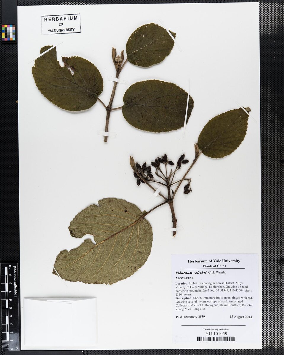 Viburnum veitchii
