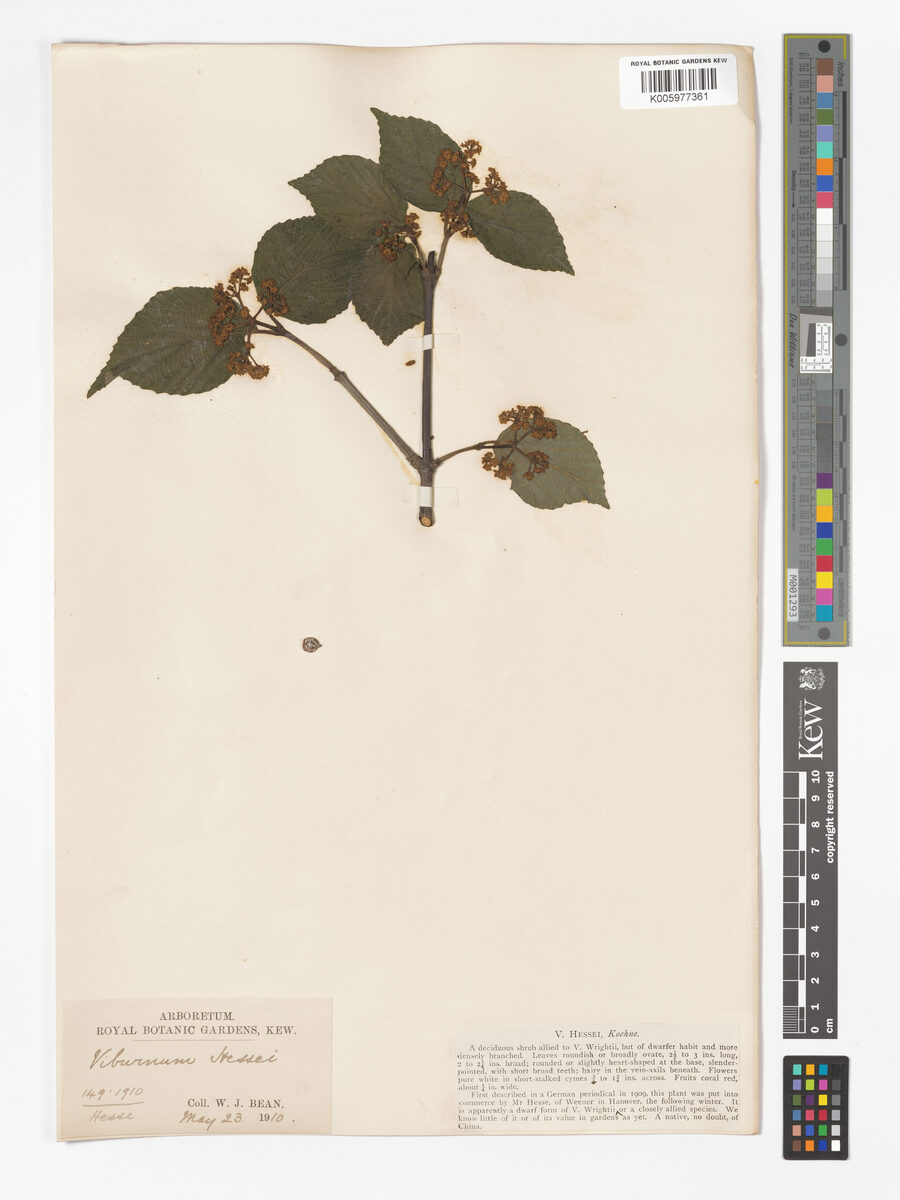 Viburnum wrightii hessei - (Koehne.)Rehder. — photo
