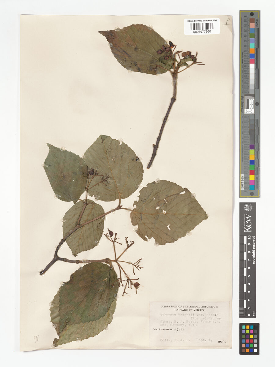 Viburnum wrightii hessei - (Koehne.)Rehder.
