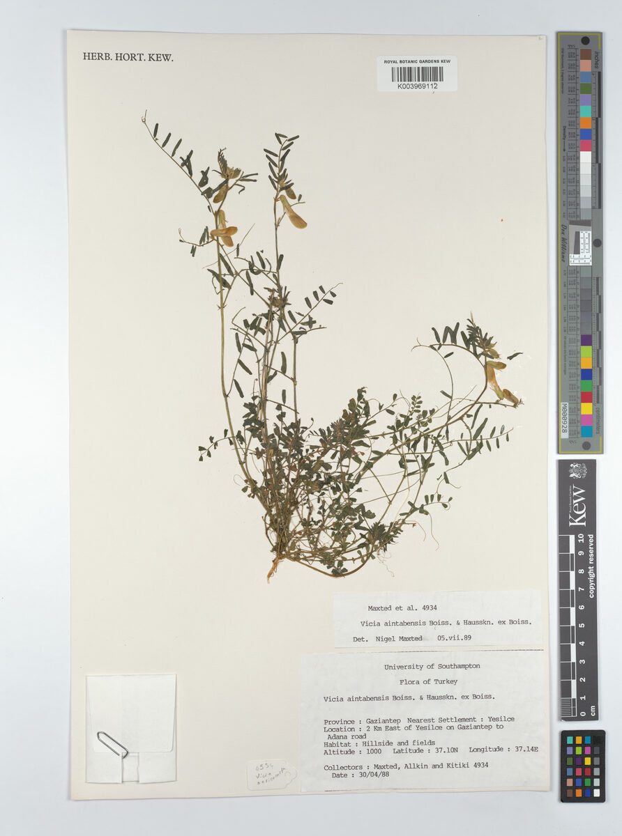 Vicia aintabensis — photo