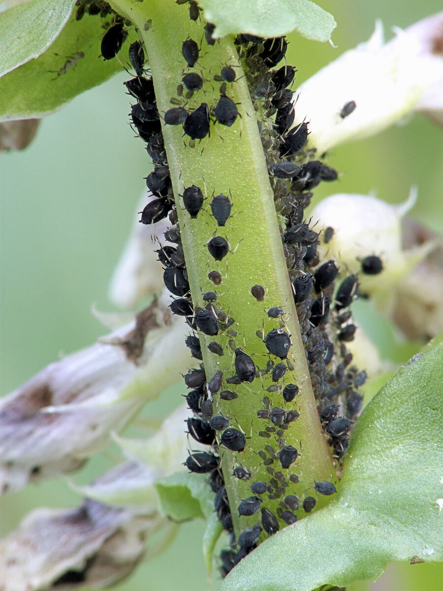 Vicia faba (Broad bean) — photo