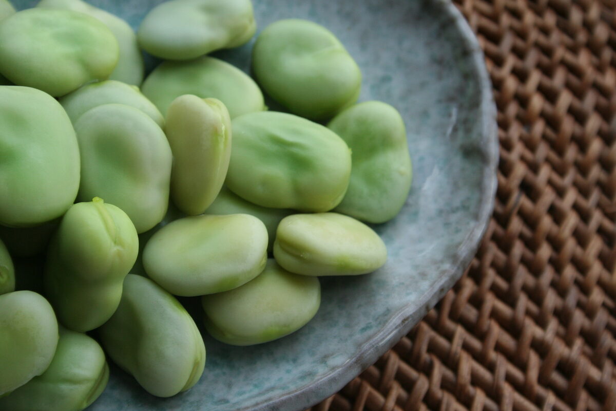 Vicia faba (Broad bean) — photo