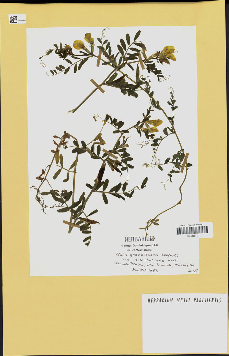 Vicia grandiflora kitaibeliana